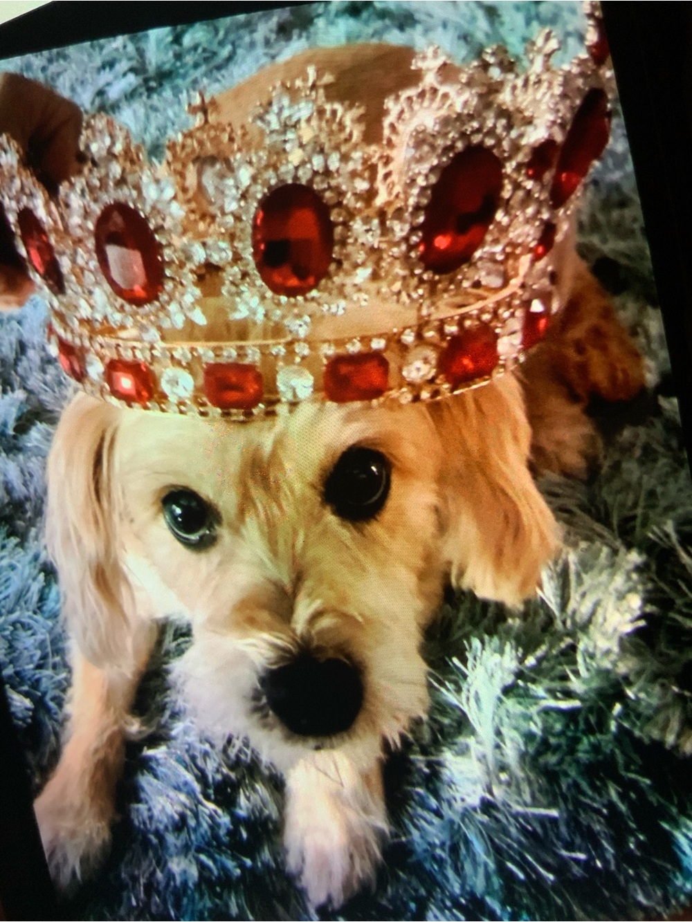 Red crown with gold tone.